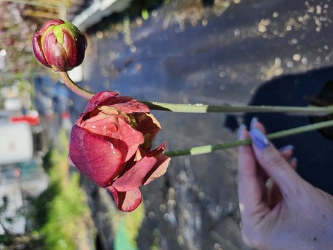 Y605 S. leucophylla rose No.10 Y's 