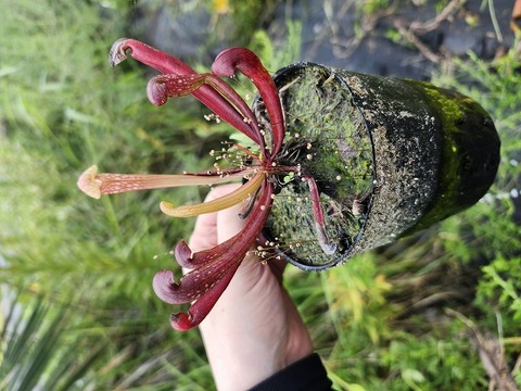商品一覧 - Y's Exotics （山田食虫植物農園）