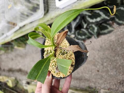 ゆうゆうネペンテス・ミランダ Nepenthes（ネペンテス/ウツボカズラ）の商品一覧 | Y's Exotics