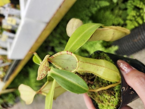 Nepenthes（ネペンテス/ウツボカズラ）の商品一覧 | Y's Exotics