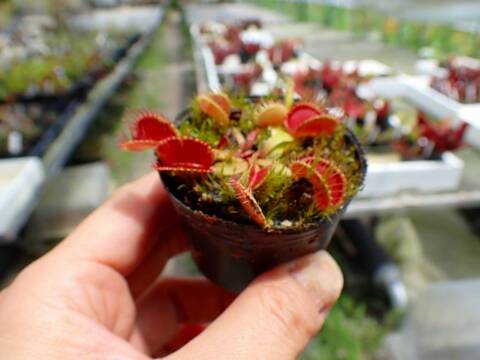 商品一覧 - Y's Exotics （山田食虫植物農園）