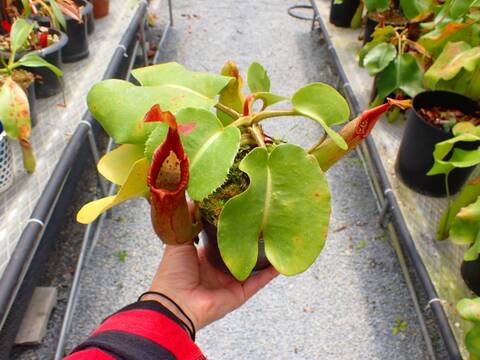 P394 5-2 N. truncata wavy (Mt. Redondo Dinagat) OF
