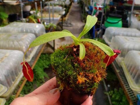 Y's Exotics （山田食虫植物農園）