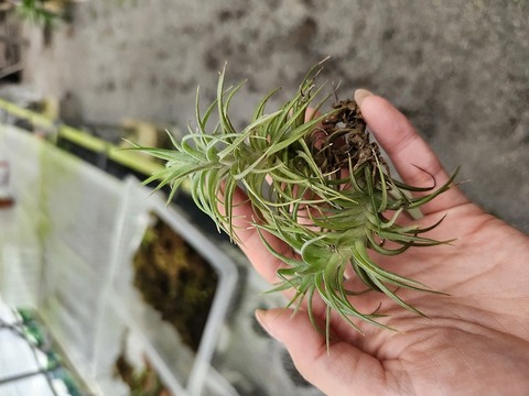 商品一覧 - Y's Exotics （山田食虫植物農園）