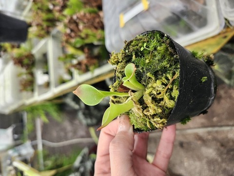 商品一覧 - Y's Exotics （山田食虫植物農園）