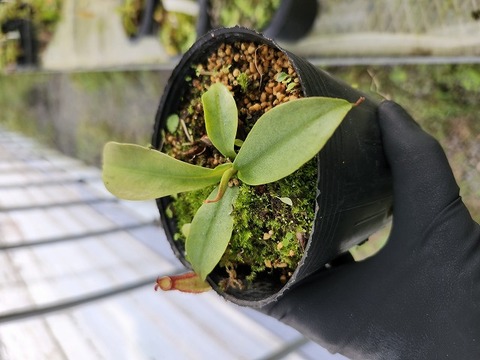 商品一覧 - Y's Exotics （山田食虫植物農園）