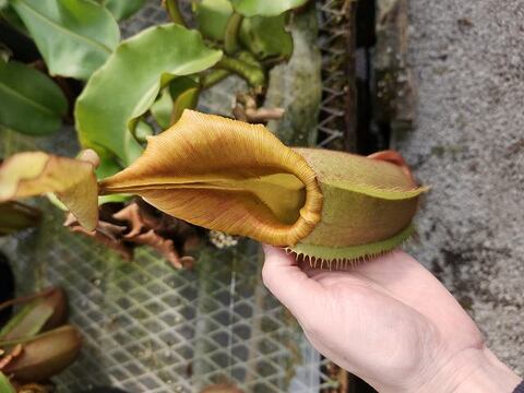 Nepenthes（ネペンテス/ウツボカズラ）の商品一覧 | Y's Exotics （山田食虫植物農園）