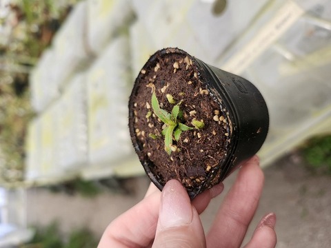 E575 1-2 [YA-2] N. lowii Mulu Y's Lab 