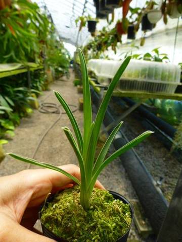 商品一覧 | Y's Exotics （山田食虫植物農園）