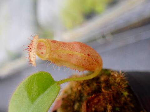 G134 5-1 N. (truncata x peltat Y's) x erucoides #NNN