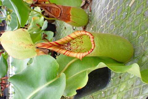 ネペンテス七種セット(宅急便発送) Nepenthes（ネペンテス/ウツボカズラ）の商品一覧 | Y's Exotics