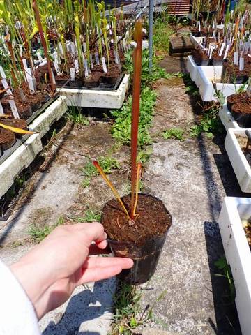 商品一覧 | Y's Exotics （山田食虫植物農園）