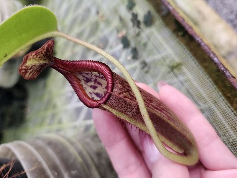 商品一覧 | Y's Exotics （山田食虫植物農園）