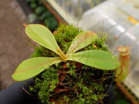 O158 1-4 N. peltata `Yellow Phantom' x tenuis #NNN