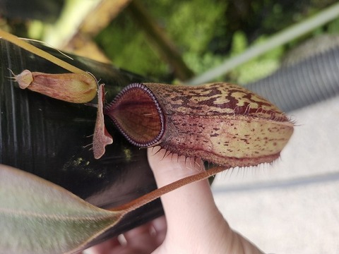 Nepenthes（ネペンテス/ウツボカズラ）の商品一覧 | Y's Exotics