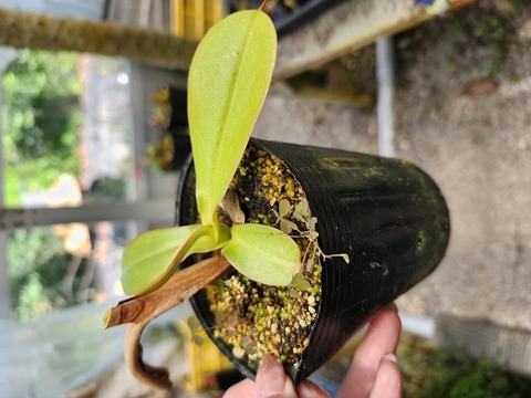 Nepenthes（ネペンテス/ウツボカズラ）の商品一覧 | Y's Exotics