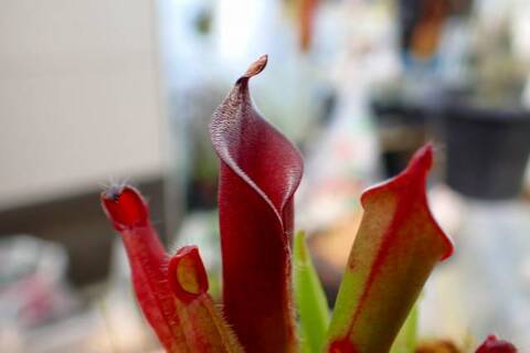 Heliamphora（ヘリアンフォラ）の商品一覧 | Y's Exotics （山田