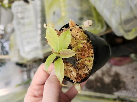 P401 1-4 [YA-100] N. sibuyanensis Y's Lab 