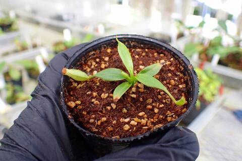 商品一覧 - Y's Exotics （山田食虫植物農園）