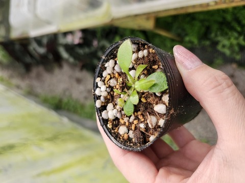 Cephalotus follicularis （フクロノユキノシタ）の商品一覧 | Y's