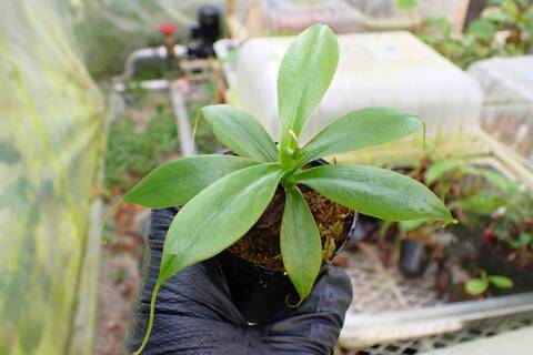J140 1-4 [YA-100] N. sibuyanensis Y's Lab