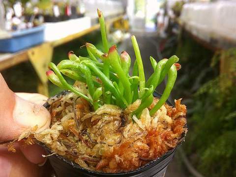 Darlingtonia（ダーリングトニア) の商品一覧 | Y's Exotics （山田食虫植物農園）