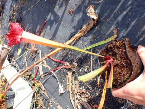 商品一覧 - Y's Exotics （山田食虫植物農園）