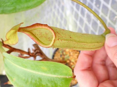 食虫植物N. xtrusmadensis AW clone:3 3_000000003576.jpg?1712391180