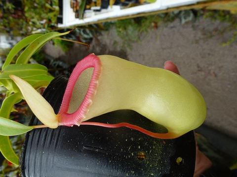 Nepenthes（ネペンテス/ウツボカズラ）の商品一覧 | Y's Exotics （山田食虫植物農園）