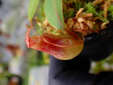 商品一覧 - Y's Exotics （山田食虫植物農園）