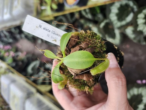 Y596 1-3 N. alata (Quezon green) x ephippiata #NNN