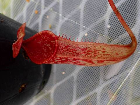 商品一覧 - Y's Exotics （山田食虫植物農園）