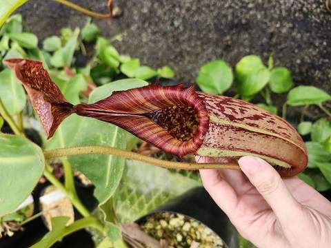 Nepenthes（ネペンテス/ウツボカズラ）の商品一覧 | Y's Exotics （山田食虫植物農園）