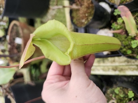 Y's Exotics （山田食虫植物農園）