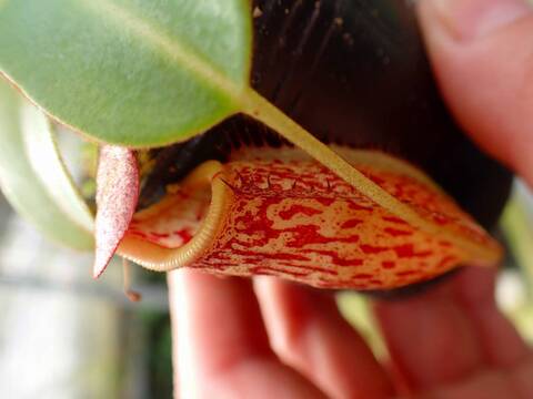 商品一覧 - Y's Exotics （山田食虫植物農園）