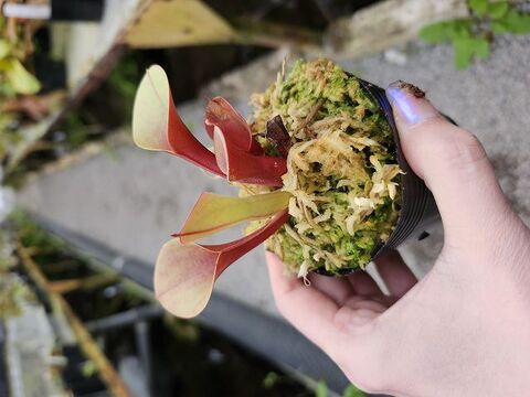 Heliamphora（ヘリアンフォラ）の商品一覧 | Y's Exotics （山田
