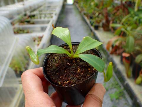P251 5-1 [YA-170] N. clipeata Nep Gardner Y's Lab