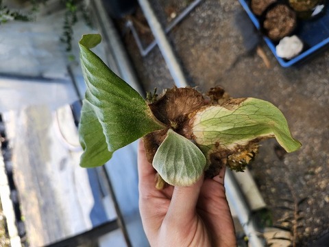 E567 3-2 Platycerium elephantotis THW 
