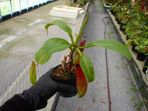 Y353 5-3 N. burkei x truncata EP