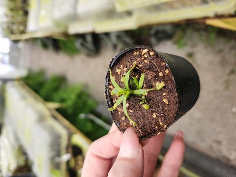 商品一覧 - Y's Exotics （山田食虫植物農園）