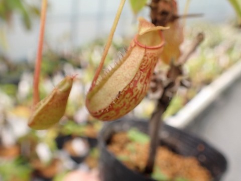 商品一覧 - Y's Exotics （山田食虫植物農園）