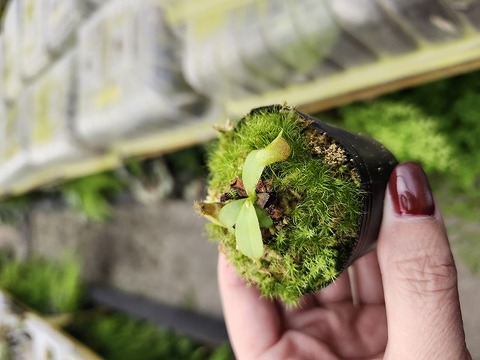 商品一覧 - Y's Exotics （山田食虫植物農園）