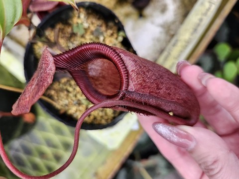 teatネペン Nepenthes（ネペンテス/ウツボカズラ）の商品一覧 | Y's Exotics