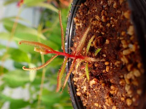 J547 5-2 D. hartmeyeorum Y's Lab