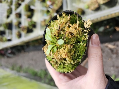 商品一覧 - Y's Exotics （山田食虫植物農園）