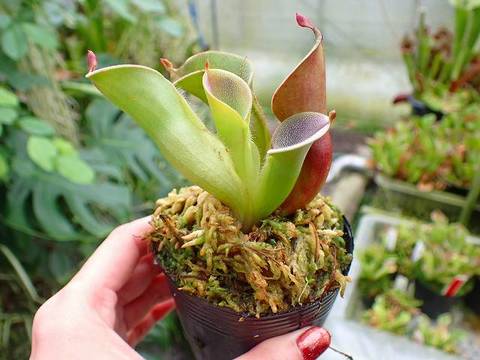 へりあん堂　H.uncinata x parva Ром Plantation Original Dark 0.7 л 40% (3460410524423