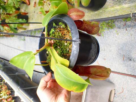 P196 5-3 N. alata (q x t) x truncata EP