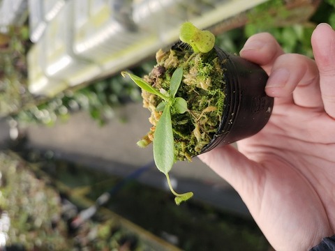 商品一覧 - Y's Exotics （山田食虫植物農園）