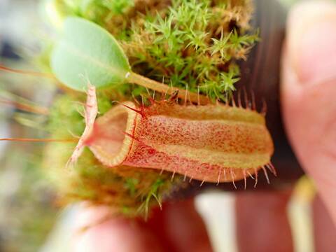 商品一覧 - Y's Exotics （山田食虫植物農園）