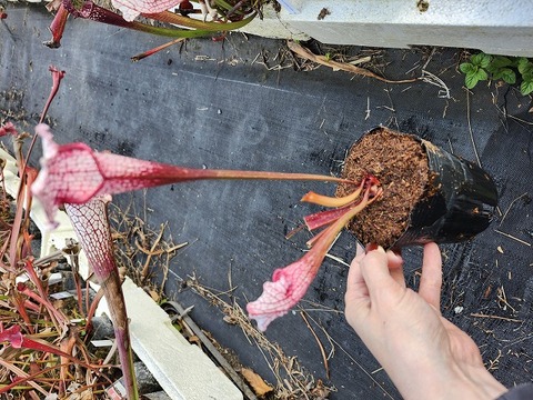 商品一覧 - Y's Exotics （山田食虫植物農園）